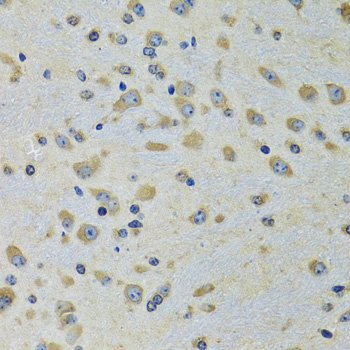 a06519 dars primary antiboties ihc testing 2