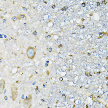 a06519 dars primary antiboties ihc testing 3