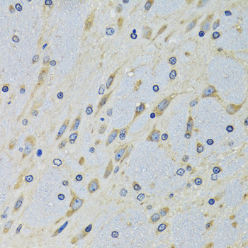 a06519 dars primary antiboties ihc testing 4