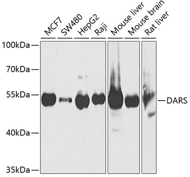 a06519 dars primary antiboties wb testing 1