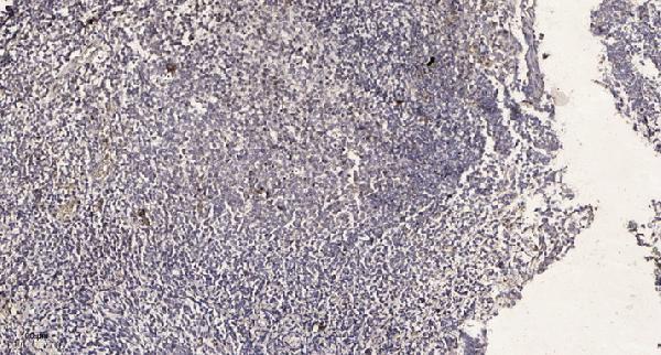 Immunohistochemical analysis of paraffin-embedded human tonsil