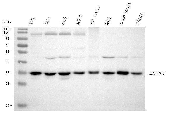  Western blot analysis of MNAT1 using anti-MNAT1 antibody (A06523)