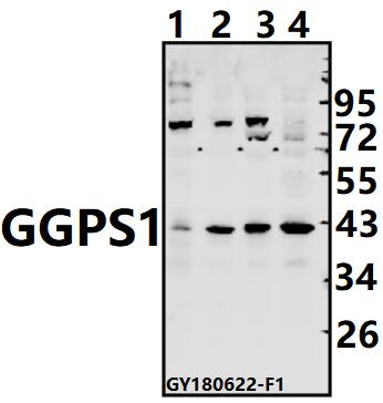 a06524 ggps1 primary antiboties wb testing 1