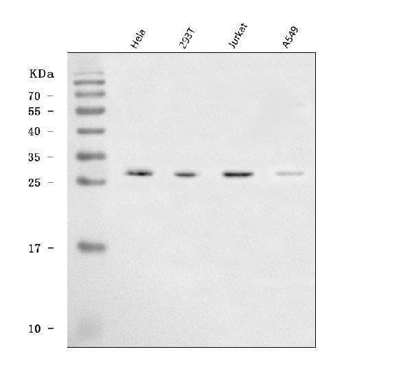  Western blot analysis of SAP30 using anti-SAP30 antibody (A06526-1)