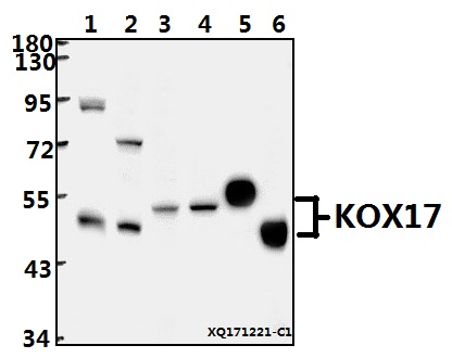 a06529 znf24 primary antiboties wb testing 1