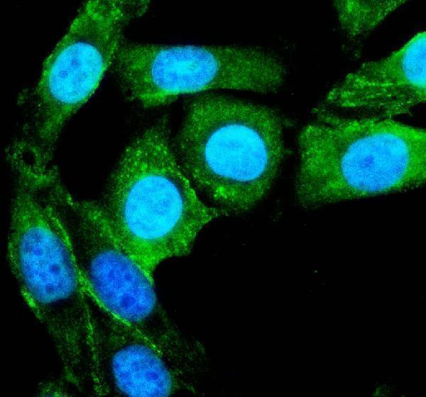 a06531 1 pgrmc2 primary antibodies if testing 2