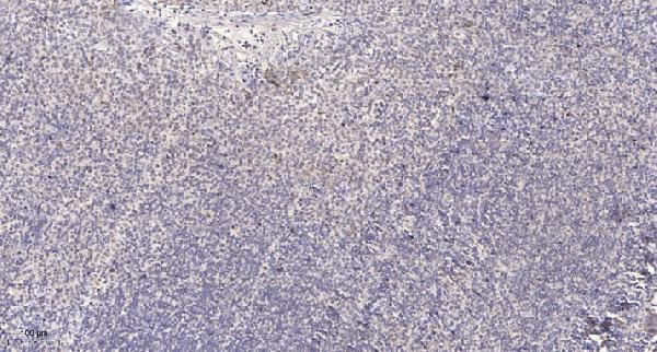 Immunohistochemical analysis of paraffin-embedded human tonsil