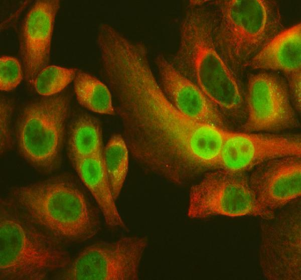 a06533 3 stam2 primary antibodies if testing 1