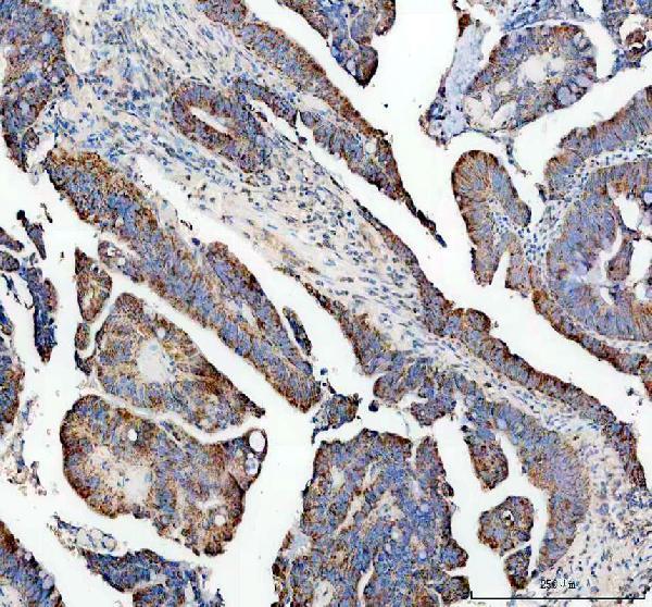 a06533 3 stam2 primary antibodies ihc testing 1