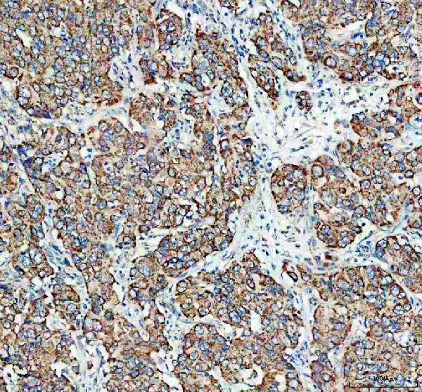 a06533 3 stam2 primary antibodies ihc testing 2