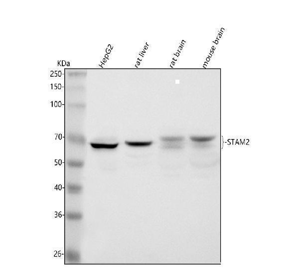  Western blot analysis of STAM2 using anti-STAM2 antibody (A06533-3)