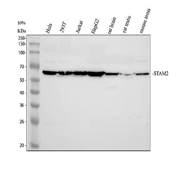 a06533 3 stam2 primary antibodies wb testing 1_1
