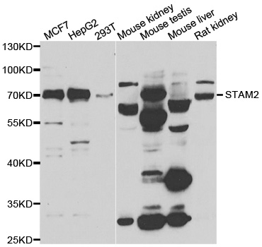 a06533 stam2 primary antiboties if testing 2