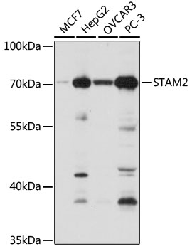 a06533 stam2 primary antiboties wb testing 1