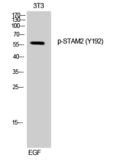 a06533y192 1 stam2 primary antibodyes wb testing 1