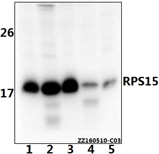 a06538 rps15 primary antiboties wb testing 1