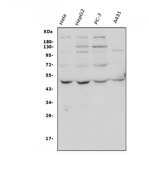 a06539 2 atg4a primary antibodies wb testing 1