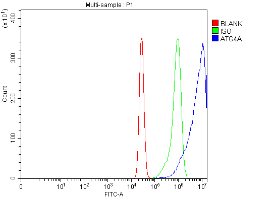  Flow Cytometry analysis of K562 cells using anti-ATG4A antibody (A06539-3)