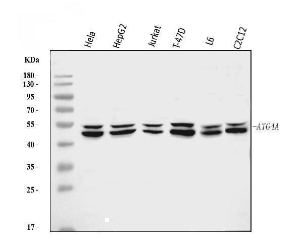  Western blot analysis of ATG4A using anti-ATG4A antibody (A06539-3)