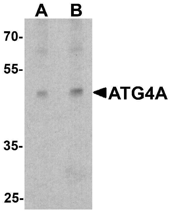 a06539 atg4a primary antibodies wb testing 1