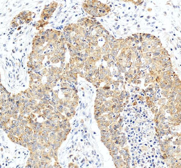 a06541 2 aifm2 primary antibodies ihc testing 1