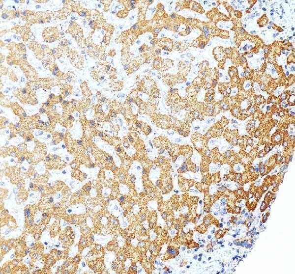 a06541 2 aifm2 primary antibodies ihc testing 2