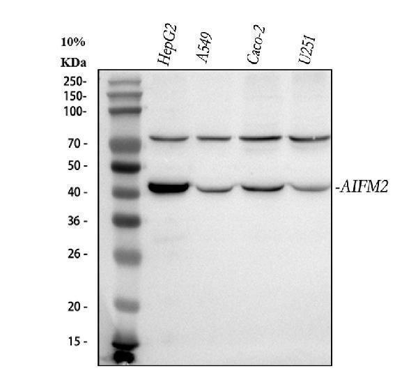a06541 2 fsp1 aifm2 primary antibodies wb testing 1