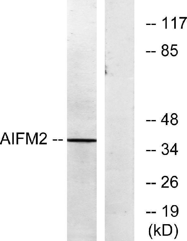 Western blot analysis of lysates from COS7 cells, using AIFM2 Antibody