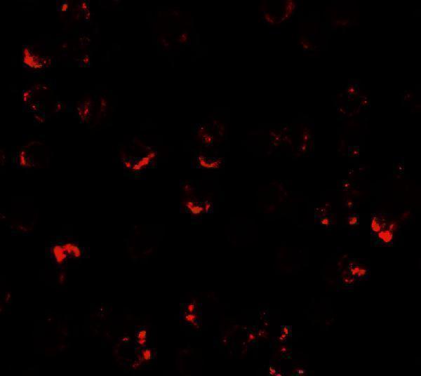 Immunofluorescence of ATMIN in A431 cells with ATMIN antibody at 2