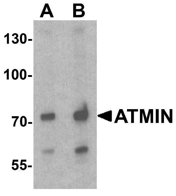 Western blot analysis of ATMIN in 293 cell lysate with ATMIN antibody at (A) 1 and (B) 2 μg/ml