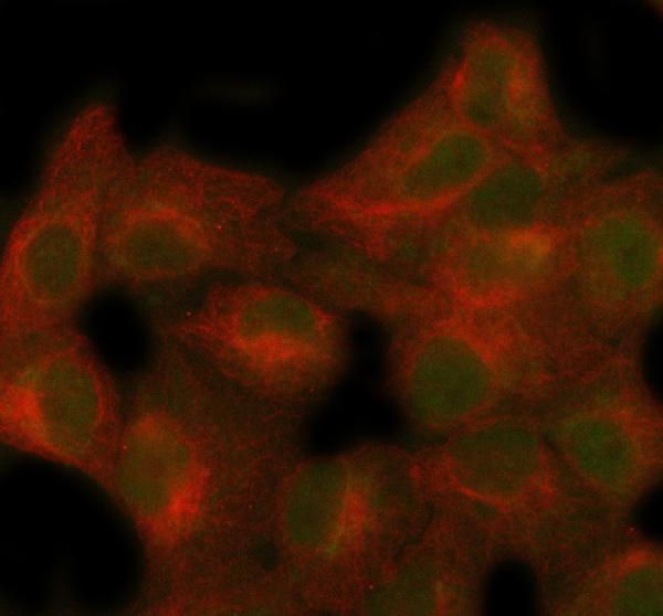 a06543 4 secisbp2 primary antibodies if testing 2