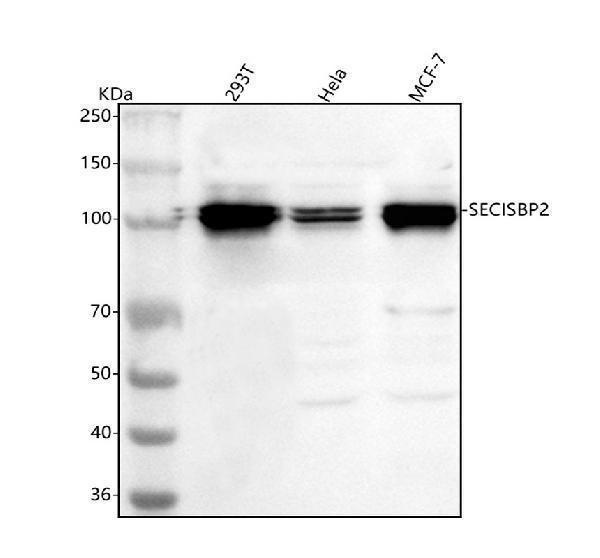 a06543 4 secisbp2 primary antibodies wb testing 1