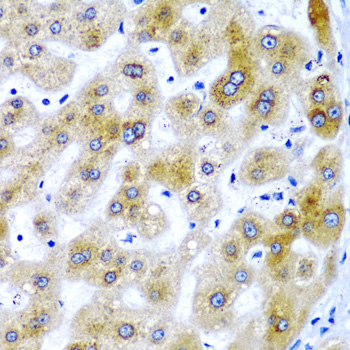 a06543 secisbp2 primary antiboties ihc testing 3