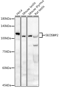 a06543 secisbp2 primary antiboties wb testing 1