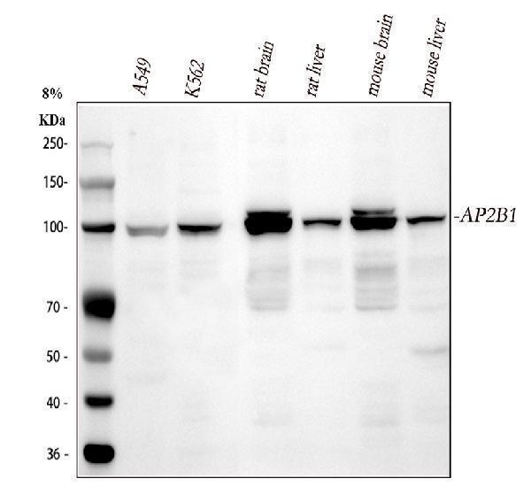 a06544 ap2b1 primary antibodies wb testing 1
