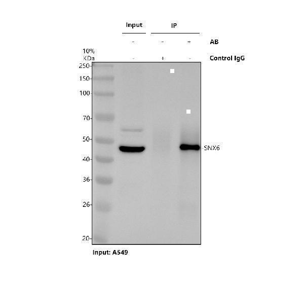 a06545 snx6 primary antibodies ip testing 1