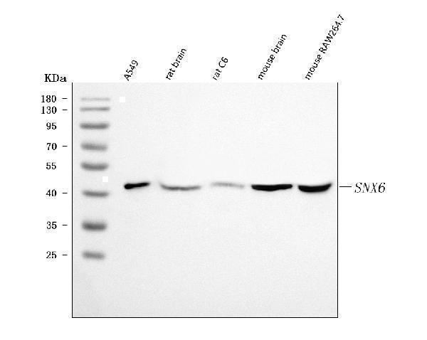a06545 snx6 primary antibodies wb testing 1