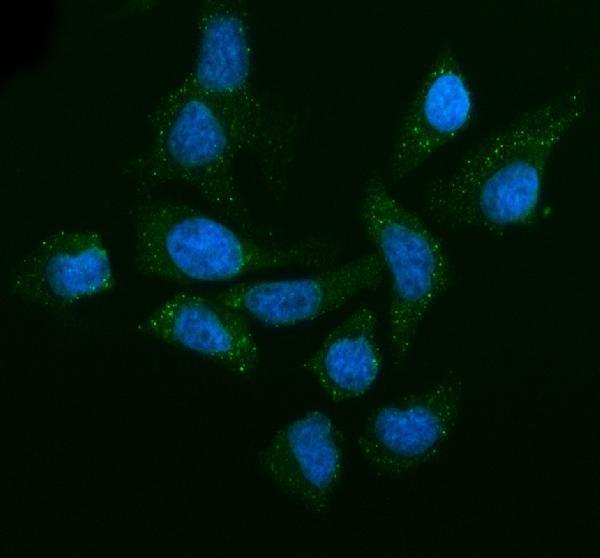  IF analysis of LSM14A using anti-LSM14A antibody (A06546-1)