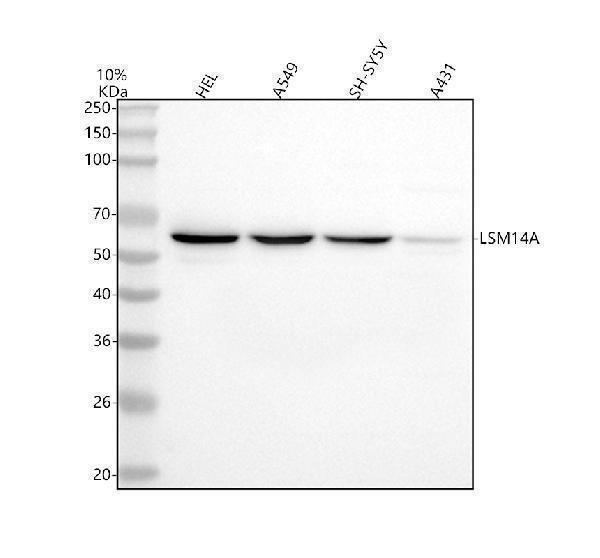  Western blot analysis of LSM14A using anti-LSM14A antibody (A06546-1)