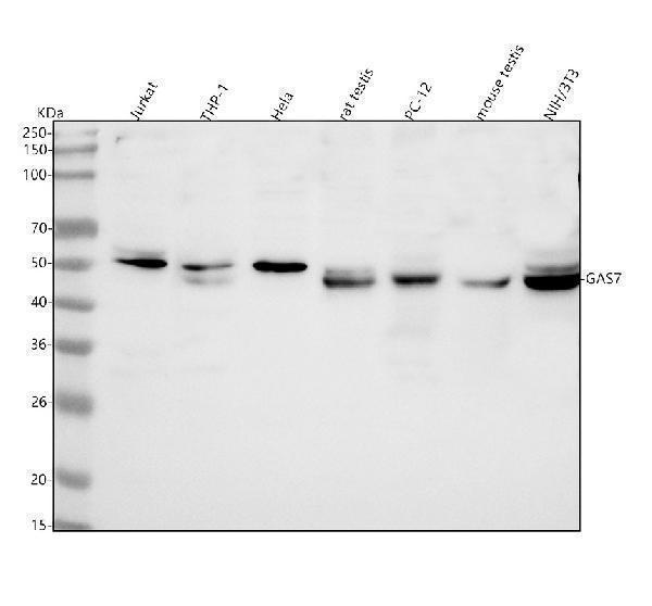  Western blot analysis of GAS7 using anti-GAS7 antibody (A06548-2)