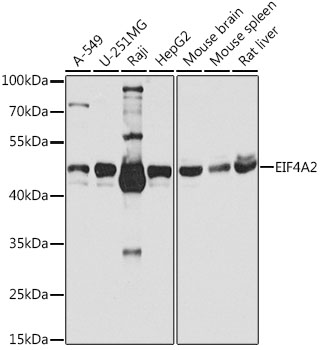 Western blot analysis of extracts of various cell lines, using EIF4A2 antibody  at 1:1000 dilution