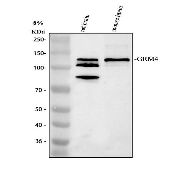 a06552 1 grm4 primary antibodies wb testing 1