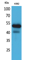 Western Blot analysis of K562 cells using CD328 Polyclonal Antibody