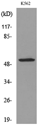 Western blot analysis of lysate from K562 cells, using SIGLEC7 Antibody