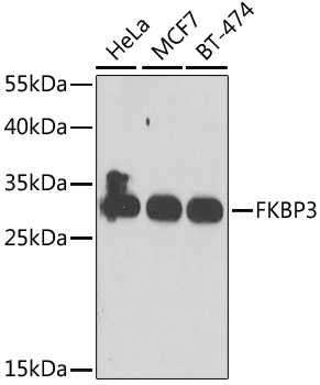 a06561 fkbp3 primary antiboties wb testing 1