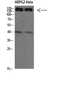 Western Blot analysis of HEPG2 Hela cells using CYFIP2 Polyclonal Antibody diluted at 1:500
