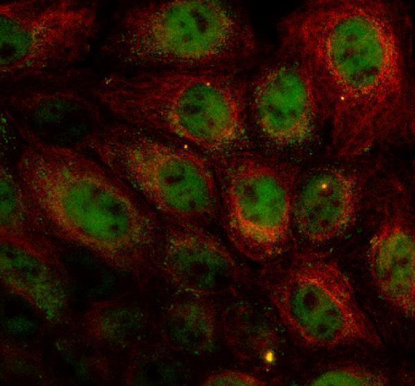 a06563 dnase1l3 primary antibodies if testing 1