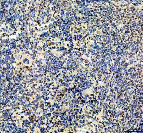a06563 dnase1l3 primary antibodies ihc testing 1