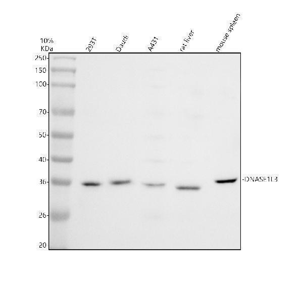 a06563 dnase1l3 primary antibodies wb testing 1