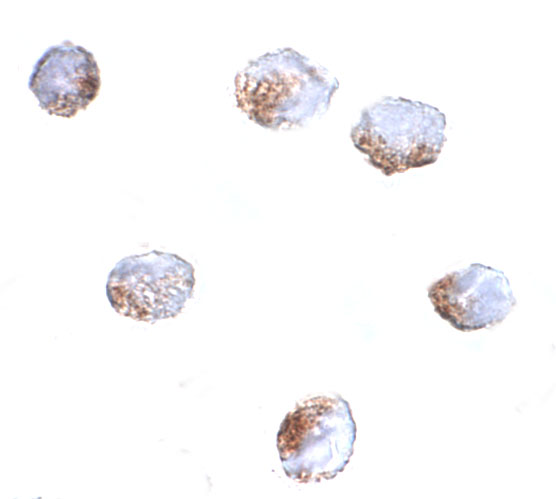 a06565 gnpda2 primary antibodies icc testing 2